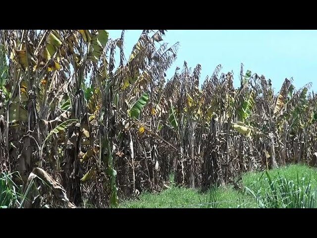 ¿Amenaza para el plátano mexicano por hongo con gas tóxico?