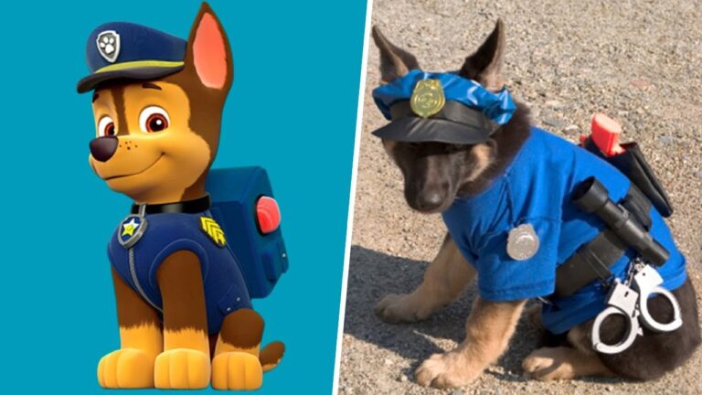 Descubre las razas de los personajes de la patrulla canina con imágenes comparativas