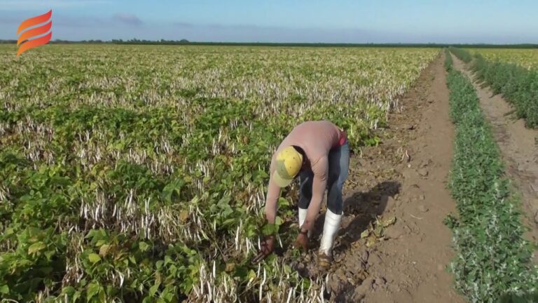 Entrega de semilla certificada de frijol a más de 2 mil productores en Quintana Roo