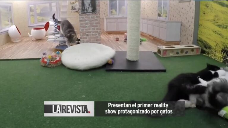 Imagen de un gato popular que espera en la puerta de un reality show famoso