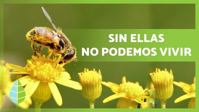 Importancia del día nacional de las abejas en México