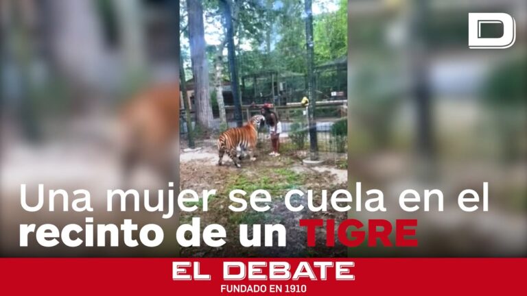 Tigre se molesta por falta de oportunidades y solicita transferencia