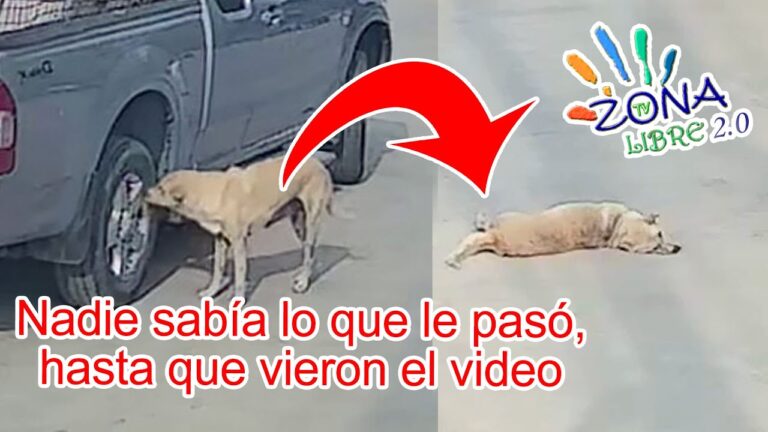 Video de perros persiguiendo a una persona hasta que queda atrapada en el techo de un vehículo