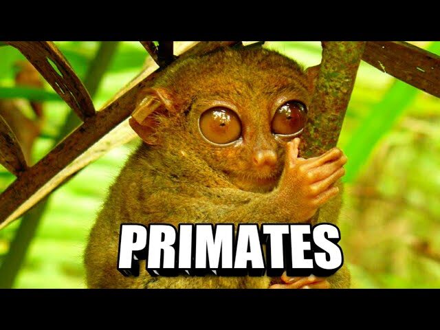 5 imágenes de primates para pintar y conmemorar una fecha especial