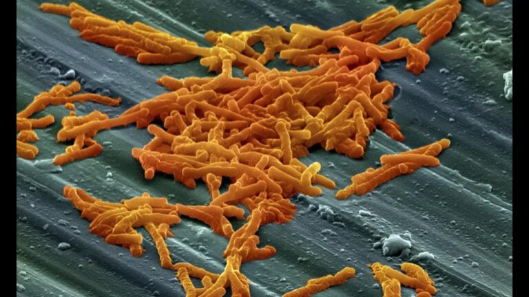 Bacteria Clostridium difficile: Signos y terapia de la enfermedad del comunicador