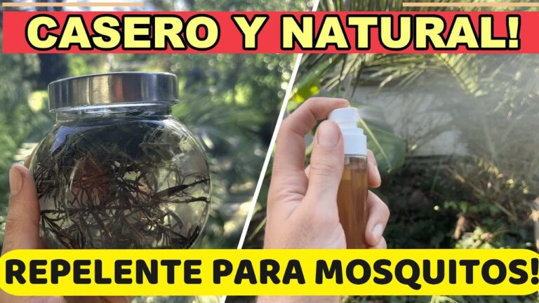 Crea un repelente de mosquitos natural con nuestra guía detallada