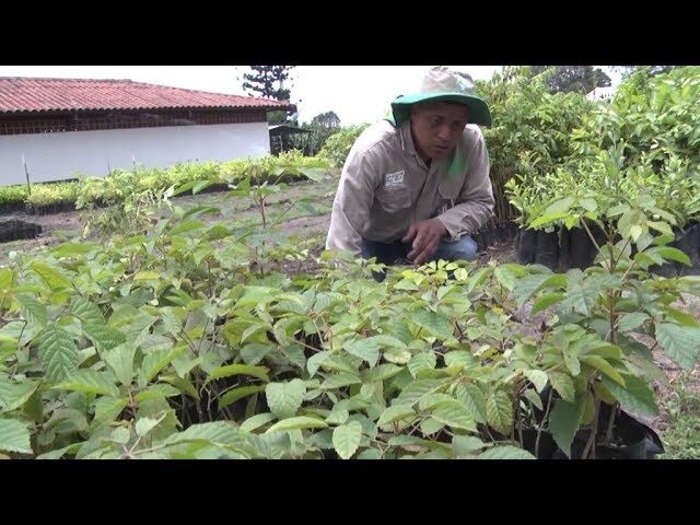 Efectúa un programa de reforestación en Valle de Bravo, plantando miles de árboles